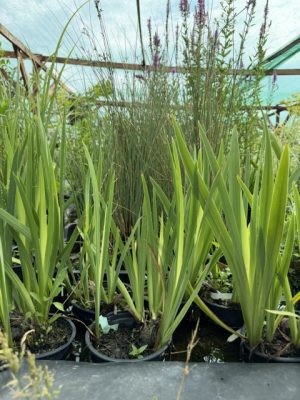 Iris pseudacorus - Mocsári nőszirom K2