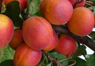 Bhart (Orangered) kajszibarack