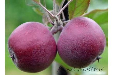 Sonja vörösbelű alma