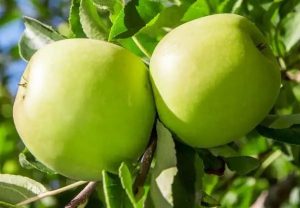 Granny Smith alma