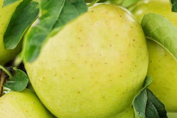 Golden delicious alma