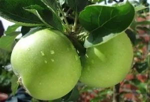 Granny Smith alma