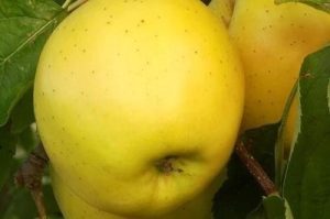 Golden delicious alma