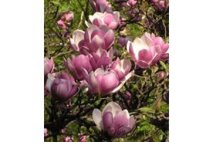 Magnolia × soulangeana - Nagyvirágú földlabdás Liliomfa