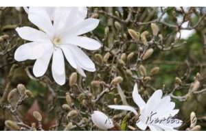 Magnolia Stellata - Csillagirágú földlabdás Liliomfa