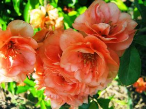 Chaenomeles x superba Cameo - barakrózsaszínű japánbirs