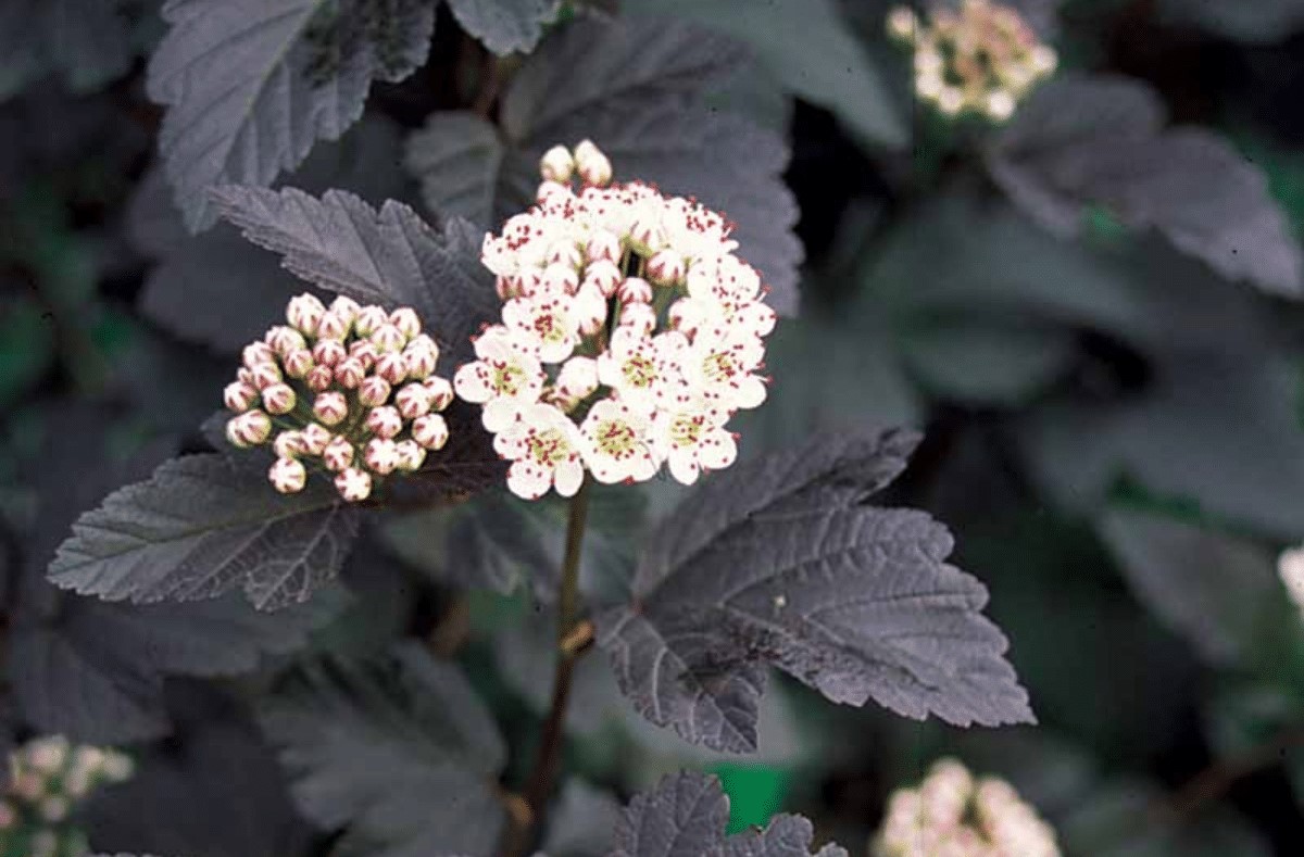 048g40-physocarpus-opulifoliundiabolo_01.png 20