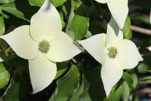 Cornus kousa 'Milky Way' – Fehér csillagsom