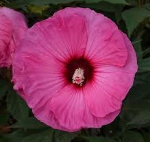 Hibiscus mos. Summerific Candy Crush-  Mocsári Hibiszkusz