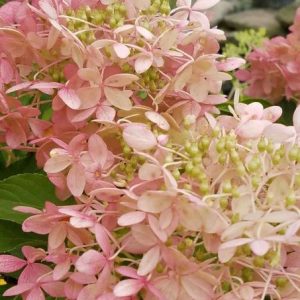 Hydrangea paniculata 'Phantom' – Bugás hortenzia