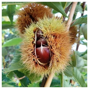 Bouche de Betizac Szelídgesztenye