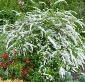 Spiraea (Spirea) cinerea Grefsheim - Hamvas gyöngyvessző