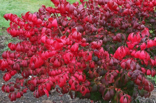 309063_01_kecskerago-szarnyas-c10