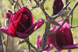 Magnolia George Henry Kern - Rózsaszín virágú földlabdás Liliomfa