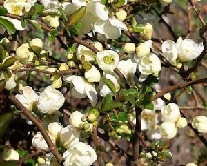 Chaenomeles speciosa Nivalis - Fehér virágú Pompás japánbirs