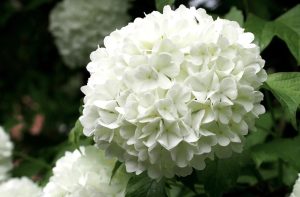 Viburnum opulus 'Roseum' - Labdarózsa