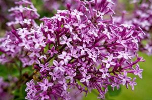 Syringa Bloomerang 'Dark Purple' - Lila orgona