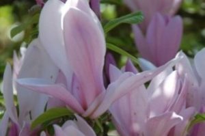 Magnolia George Henry Kern - Rózsaszín virágú földlabdás Liliomfa