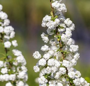 Spiraea (Spirea) prunifolia 'Pleniflora'- kökénylevelű gyöngyvessző