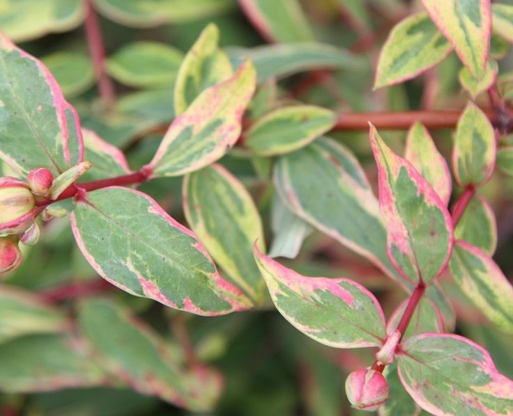 Hypericum x mos. 'Tricolor' - tarka orbáncfű