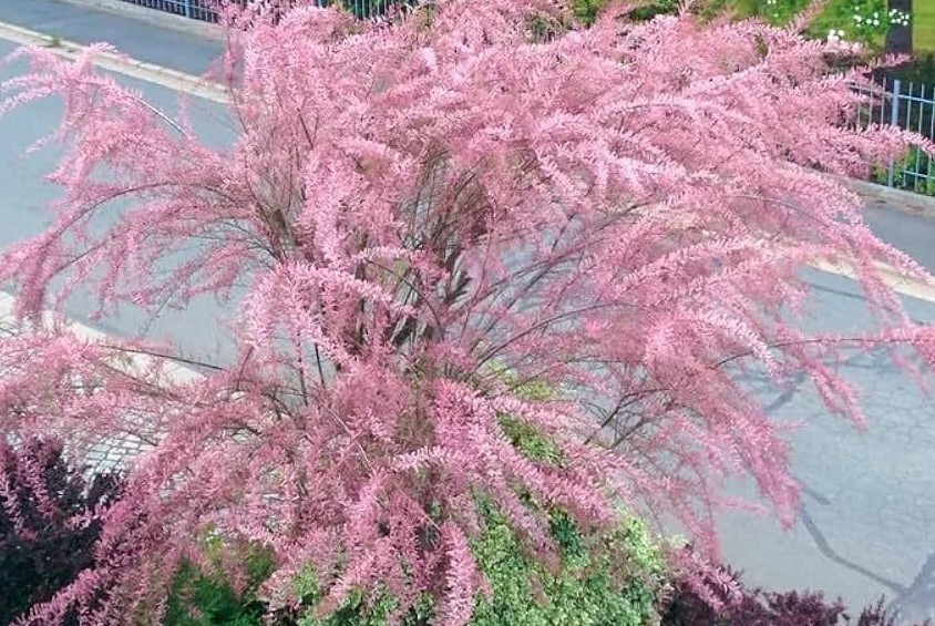 71QGHC+WqjL._AC_UF1000,1000_QL80_ 3