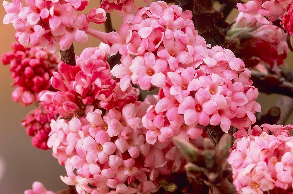 Viburnum bodnantense 'Dawn' – Kikeleti bangita