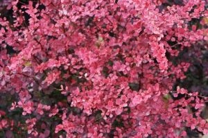 Berberis th. Pink Attraction- Japán vérborbolya