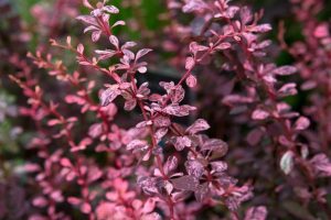 Berberis th. Harlequin - tarka japán borbolya