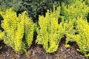 Berberis th. Maria - Aranylombú borbolya