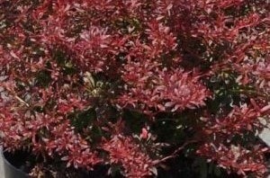 Berberis th. Orange Dream – Japán borbolya
