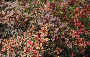 Berberis th. Coronita - Aranyszegélyű borbolya