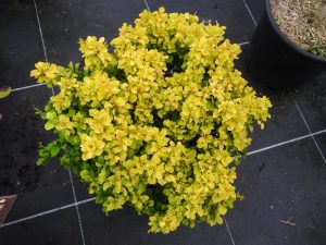 Berberis th. Tiny Gold - sárga törpe borbolya