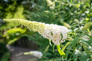 Buddleja davidii 'White Profusion' - Fehér virágú nyári orgona