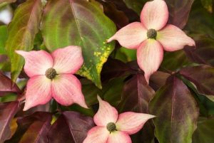 Cornus kousa 'Copacabana' – Rózsaszín Japán Csillagsom