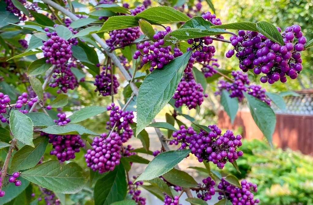 Callicarpa-bodineri-Profusion