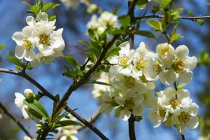 Chaenomeles speciosa Nivalis - Fehér virágú Pompás japánbirs