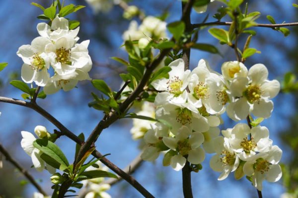Chaenomeles speciosa Nivalis - Fehér virágú Pompás japánbirs