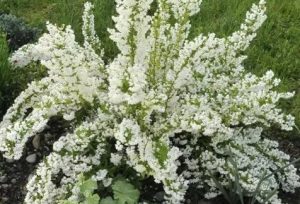 Deutzia gracilis - karcsú gyöngyvirágcserje
