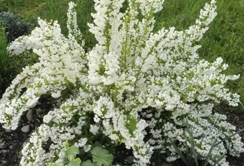 Deutzia gracilis - karcsú gyöngyvirágcserje