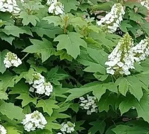 Hydrangea quercifolia 'Snowflake' - Tölgylevelű hortenzia