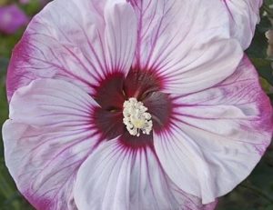 Hibiscus mos. 'Cherry Cheesecake'-  Mocsári Hibiszkusz
