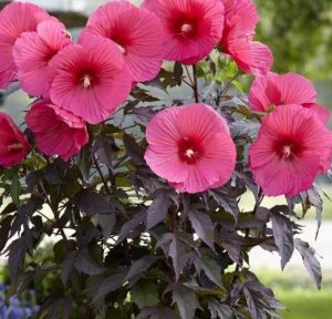 Hibiscus mos. 'Carousel Pink '-  Mocsári Hibiszkusz