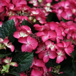 Hydrangea macrophylla 'Dark Angel' - Bordó levelű kerti hortenzia