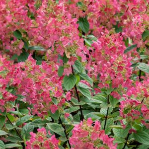 Hydrangea paniculata 'Living Infinity' – Bugás hortenzia