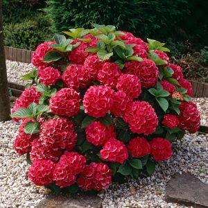 Hydrangea macrophylla Speedy Red - Vörös színű kerti hortenzia