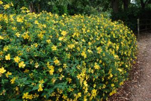 Hypericum patulum Hidcote - Orbáncfű
