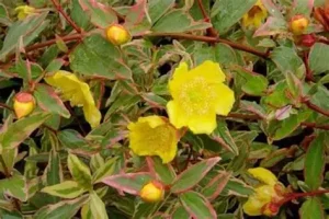 Hypericum x mos. 'Tricolor' - tarka orbáncfű