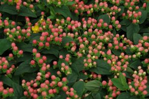 Hypericum 'Miracle Blossom' – Orbáncfű