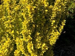 Berberis th. Maria - Aranylombú borbolya