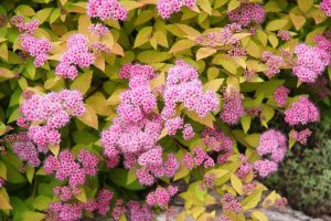 Spiraea (Spirea) japonica 'Golden Carpet' - Japán gyöngyvessző